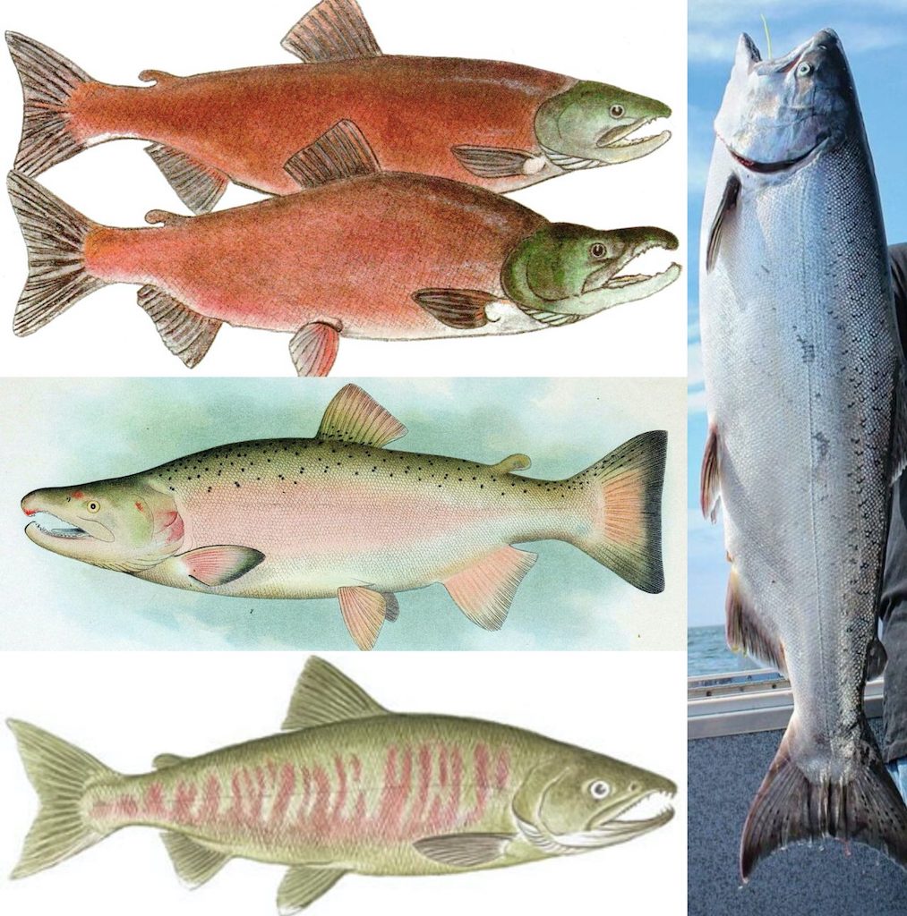 King Salmon, Species