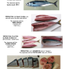 Fish (Mackerel) - Image 3