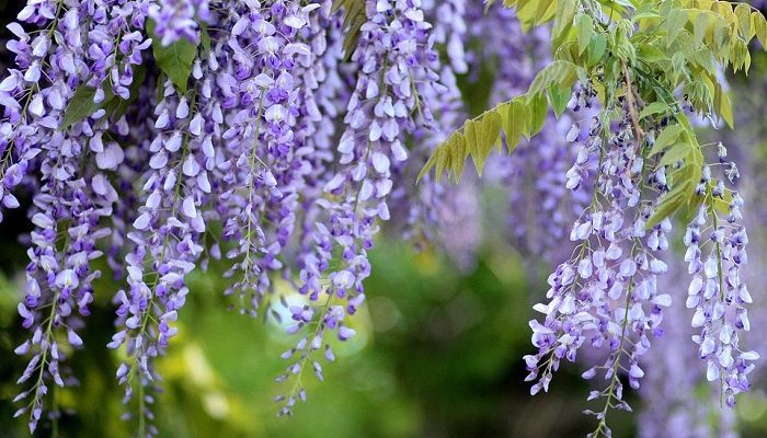 FUJI (wisteria)