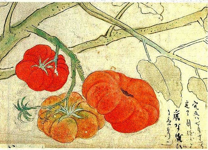Tomatoes in Japan
