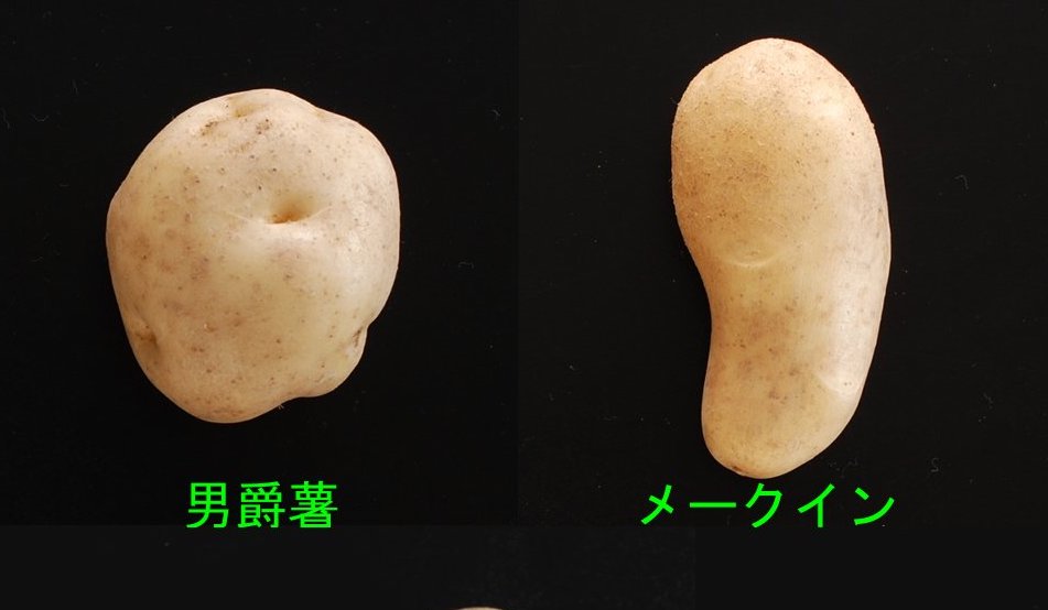 Project Potato