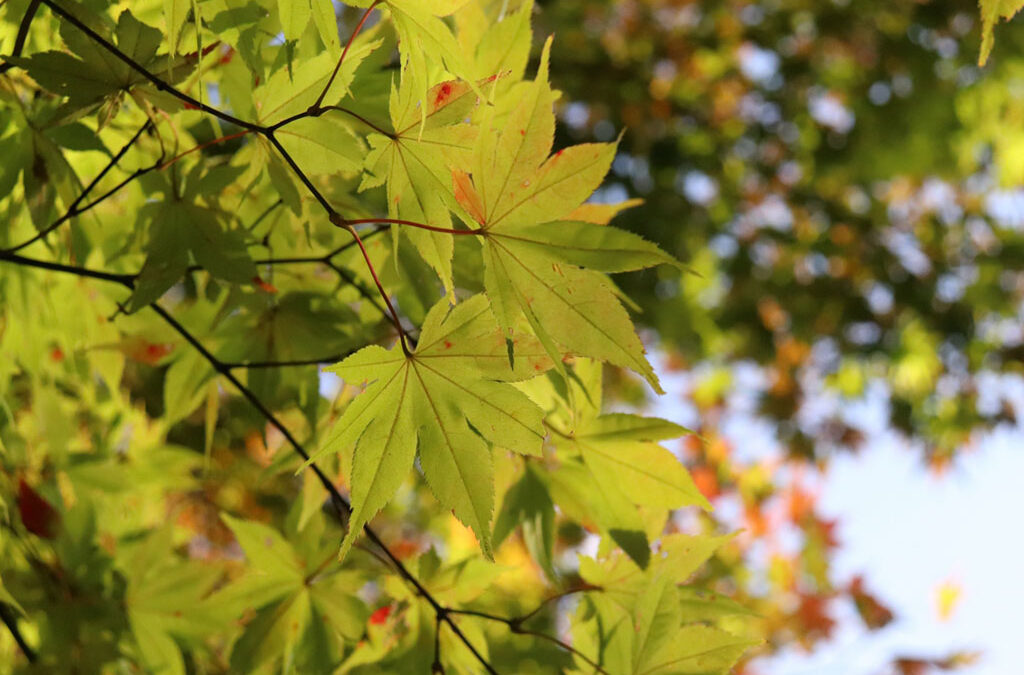 Escape the Lingering Heat