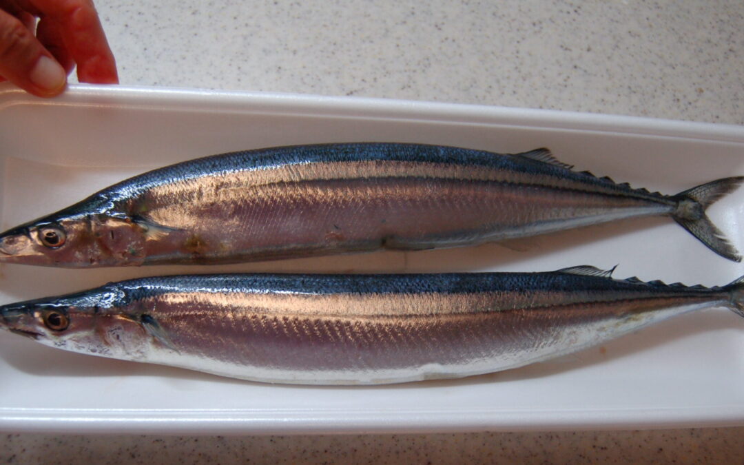 Autumnal Culinary Pleasure: SANMA